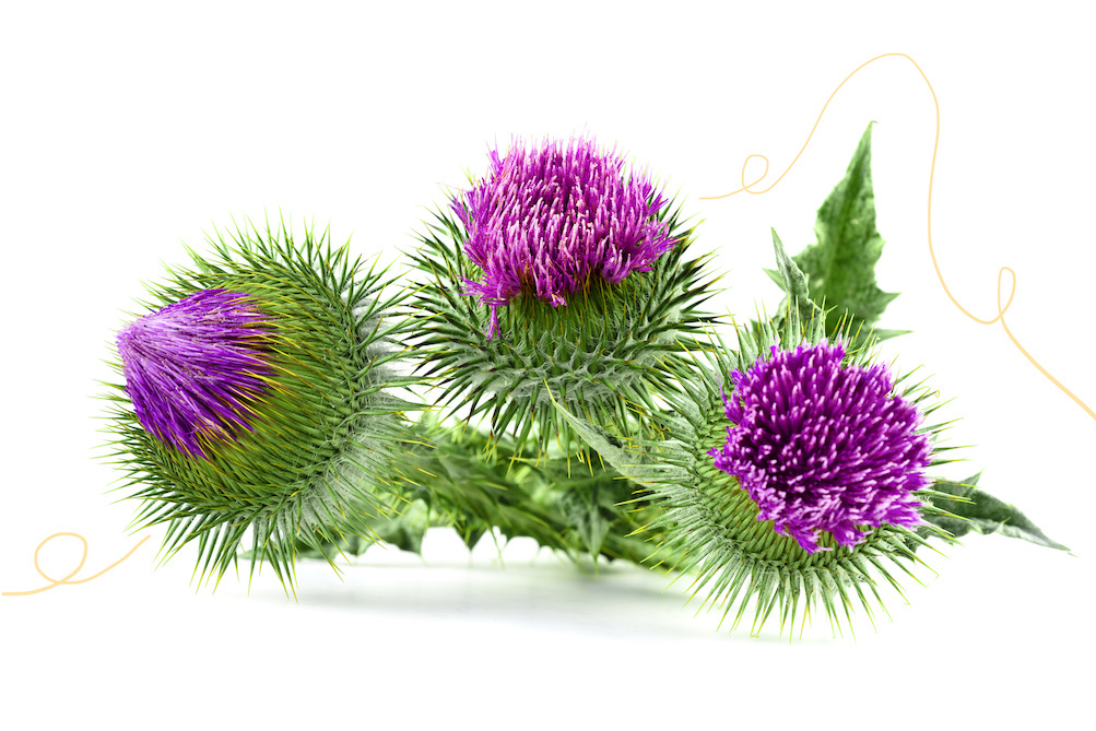 how-to-grow-and-use-milk-thistle-tyrant-farms